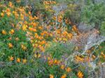 : - Alstroemeria patagonica