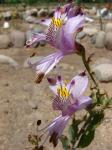 : - Alstroemeria zoellneri