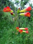 : - Eustephia coccinea