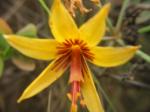 : - Placea lutea
