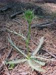 : - Eryngium rostratum