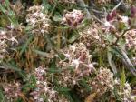 : - Tweedia birostrata