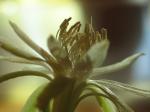 : - Epiphyllum hookeri subsp. guatemalense