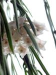 : - Hoya linearis