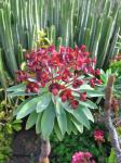 Dunkelpurpurrote Wolfsmilch - Euphorbia atropurpurea