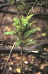 : - Arthropteris altescandens