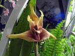 :-Maxillaria striata