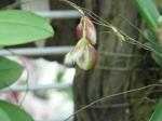 :-Stelis cypripedioides