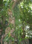 : - Rhipsalis micrantha