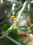 : - Sigmatostalix marinii