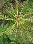 : - Dendroseris pinnata