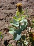 : - Haplopappus reicheanus