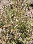 : - Leucheria landbeckii