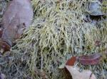 : - Catagoniopsis berteroana