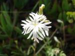 : - Schizopetalon biseriatum