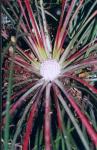 : - Fascicularia bicolor subsp. canaliculata