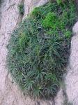 : - Ochagavia litoralis