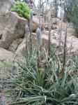 : - Puya boliviensis