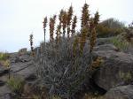 :-Puya gilmartiniae