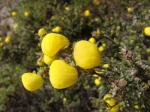 : - Calceolaria inamoena