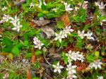: - Lobelia oligophylla