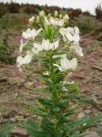 : - Cleome chilensis
