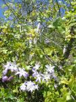 : - Carica chilensis