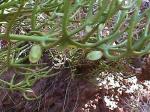 : - Colletia spartioides