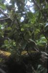 : - Cuminia eriantha var. fernandezia