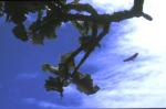 : - Dendroseris macrophylla