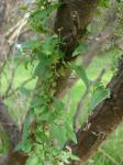 : - Dioscorea variifolia