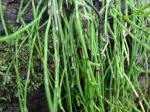 : - Equisetum bogotense