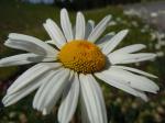 Margerite - Leucanthemum vulgare