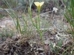 :-Linum rigidum