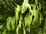 : - Trichomanes exsectum
