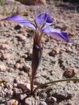 : - Mastigostyla cyrtophylla