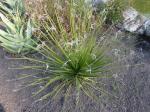 : - Hesperaloe tenuifolia
