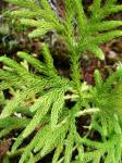 : - Lycopodium gayanum
