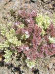 : - Malesherbia multiflora