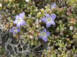 : - Nolana divaricata