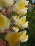 : - Lupinus arbustus