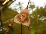 :-Dracula erythrochaete