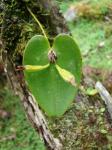 :-Pleurothallis cordifolia