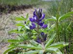 :-Lupinus pusillus