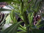 : - Peperomia berteroana