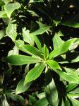 : - Peperomia margaritifera