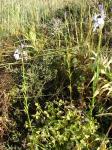 : - Nuttallanthus texanus
