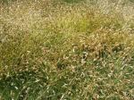 : - Distichlis humilis