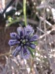 : - Polygala gnidioides