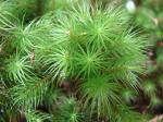 : - Dendroligotrichum dendroides